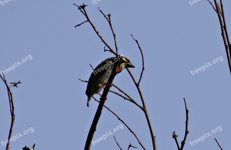 Coppersmith Barbet Bird Crimson-breasted Barbet Coppersmith Megalaima Haemacephala