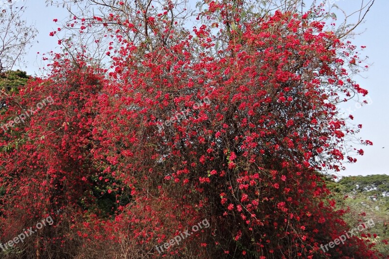 Bougainvillea Flowers Red Blossom Profusion