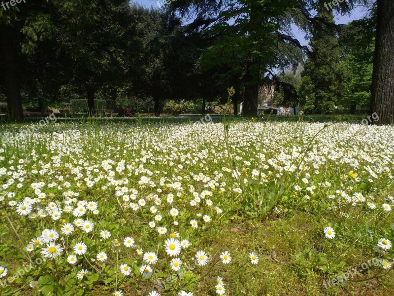 Daisies Prato Green Spring Flower