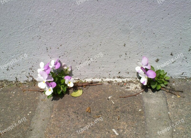 Flowers Cement Nature Sidewalk Spring