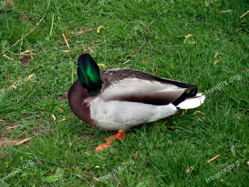 Duck Bird Nature Ducks Poultry