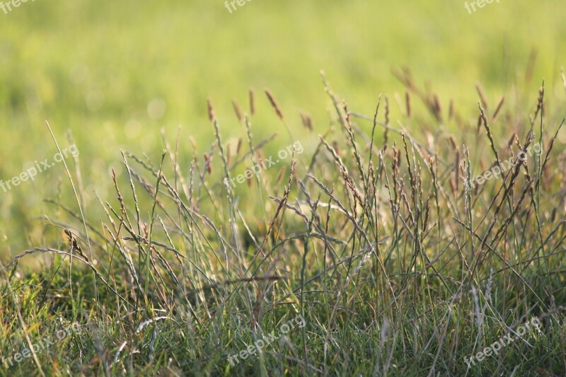 Meadow Grass Blades Of Grass Green Summer