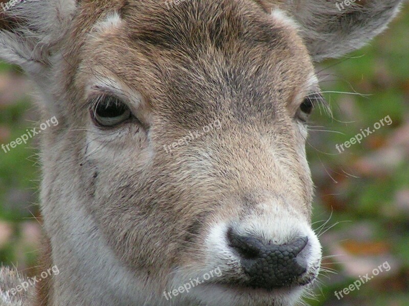 Nature Spring Animal Deer Free Photos