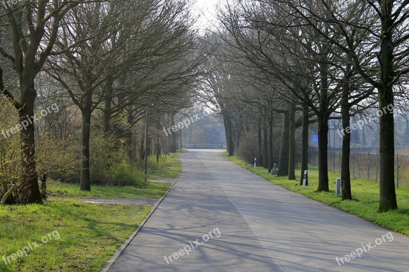 Road Avenue Trees Tree Mood