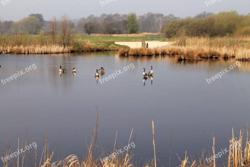 Lake Landscape Nature Water Animals