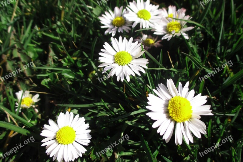 Daisies Flower Nature Free Photos