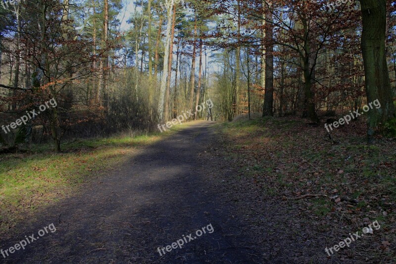 Forest Trail Tree Nature Forest Path