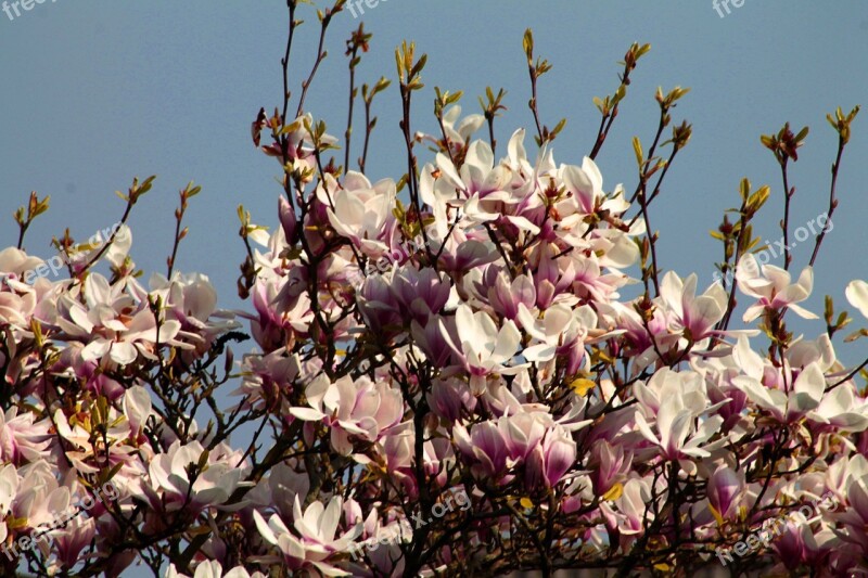 Cherry Blossoms Spring Cherry Blossom Bloom Pink