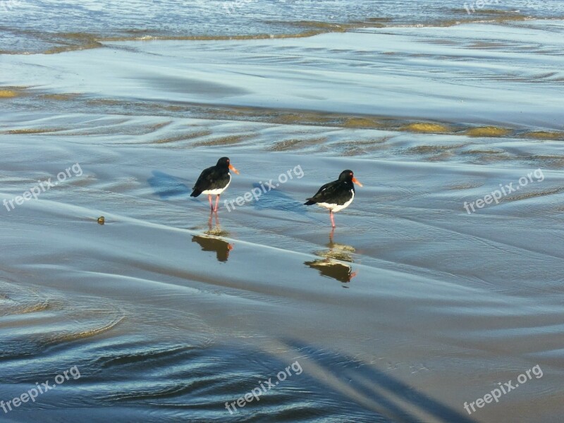 Animals Bird Water's Edge Couple Free Photos