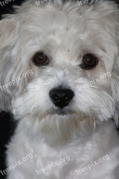 Havanese Dog Animal Good Pet