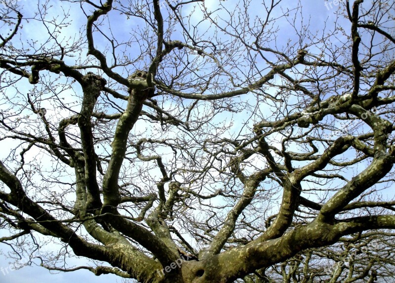 Trees Plane Trees Canopy Promenade Radolfzell Am Bodensee