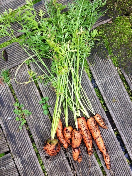 Vegetables Carrots Nature Free Photos