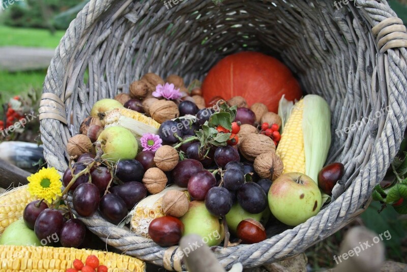 Fruit Autumn Grapes Free Photos