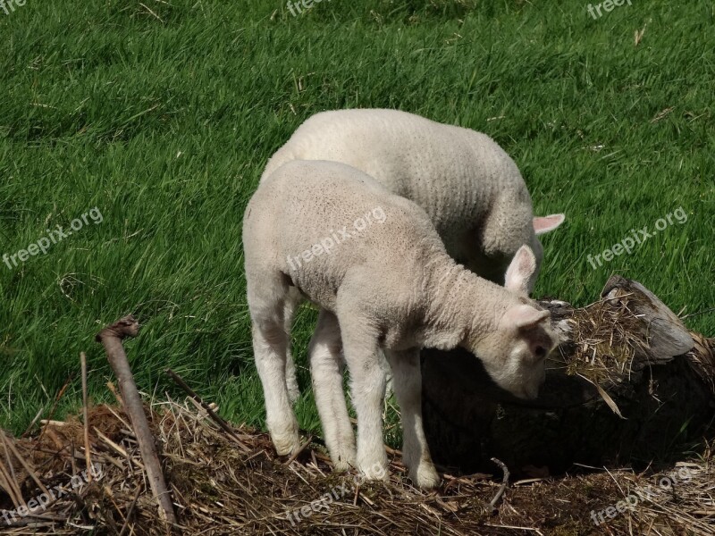 Sheep Lamb Meadow Animal Grass