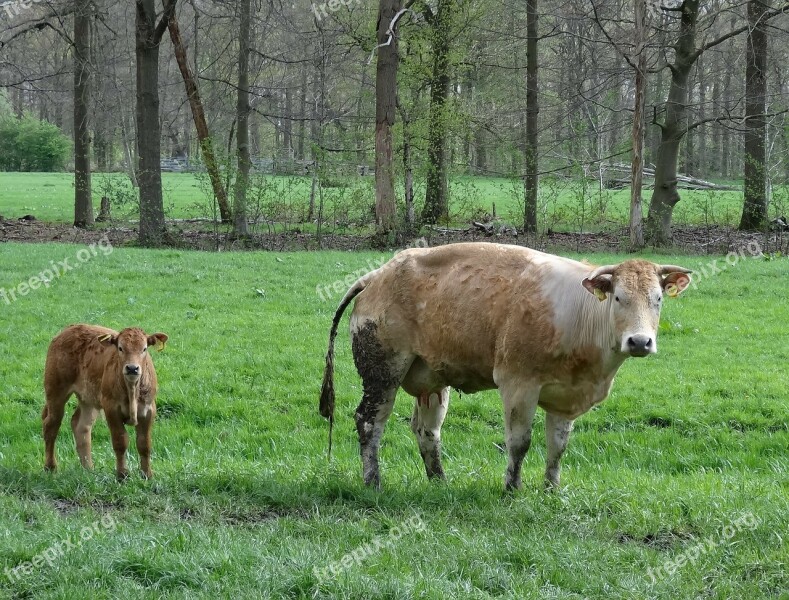 Calf Little Calf Meadow Animals Nature