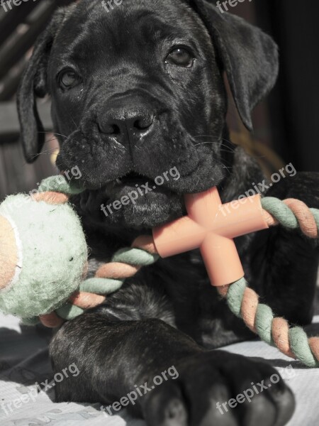 Puppy Animal Animals Dog Cane Corso