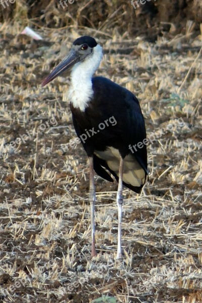 Woolly-necked Stork Bishop Stork White-necked Stork Ciconia Episcopus Wader