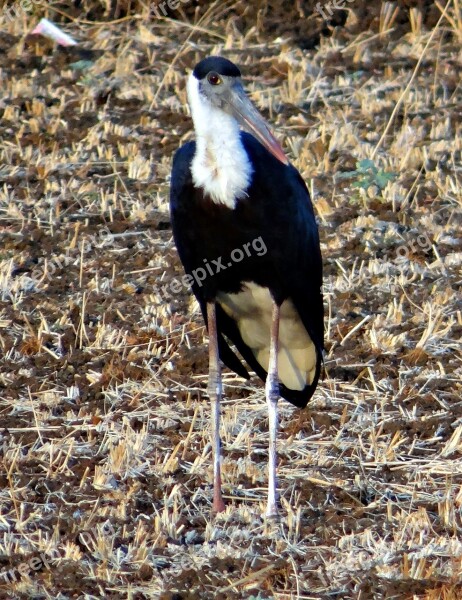 Woolly-necked Stork Bishop Stork White-necked Stork Ciconia Episcopus Wader