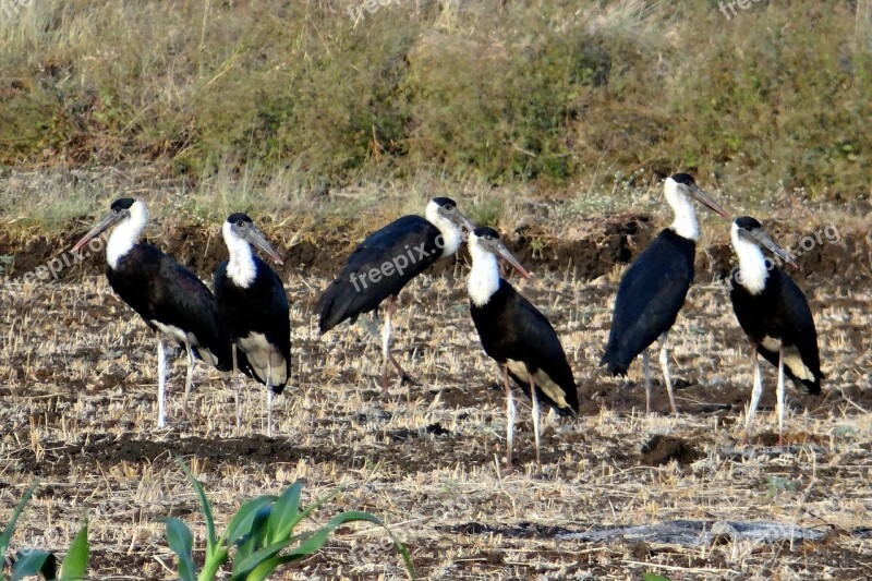 Woolly-necked Stork Bishop Stork White-necked Stork Ciconia Episcopus Wader