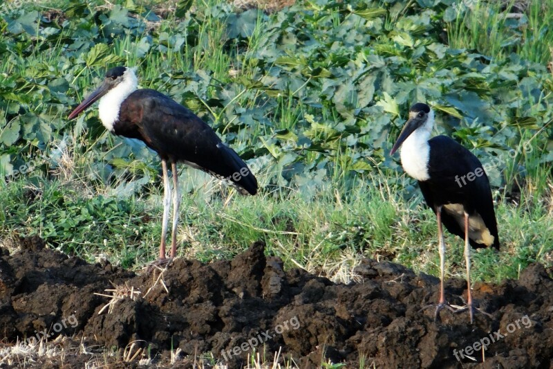 Woolly-necked Stork Bishop Stork White-necked Stork Ciconia Episcopus Wader