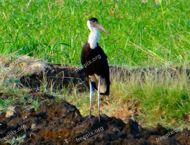 Woolly-necked Stork Bishop Stork White-necked Stork Ciconia Episcopus Wader