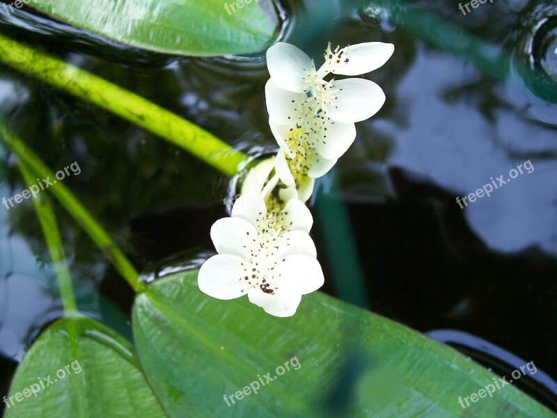 Water Hawthorn Aponogeton Distachyos Cape-pondweed Water Flowering Plant Pond