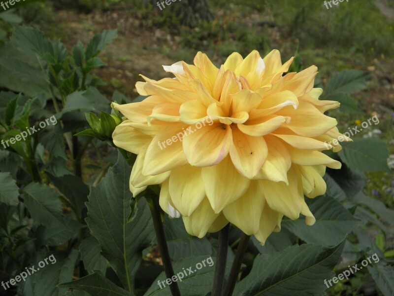 Dahlias Flower Yellow Petals Plant