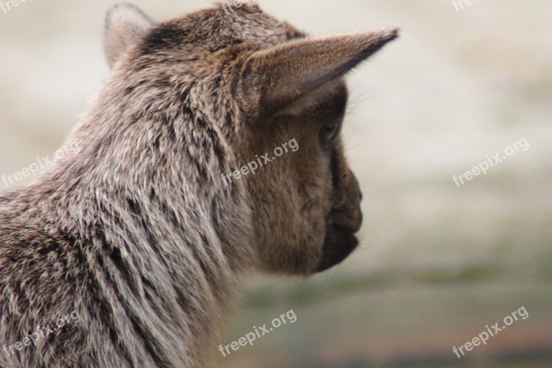 Baby Goat Goat Small Goat Cute Goat's Head