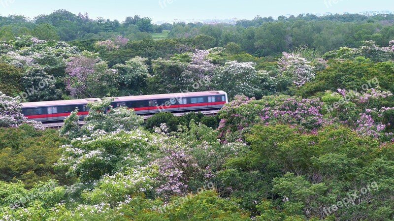 Flowers Trees Tabebuia Rosea Blossoms Blooming