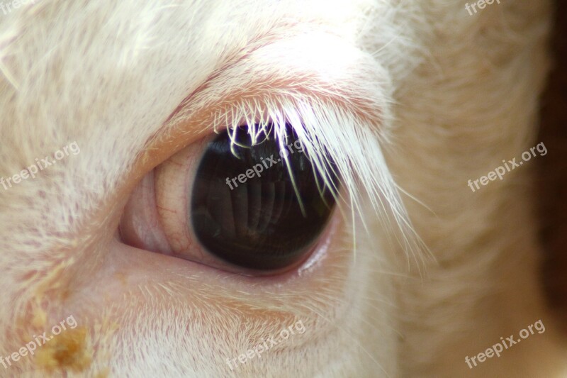 Eye Kuhauge Eyelashes White Eyelashes Animal Eyes