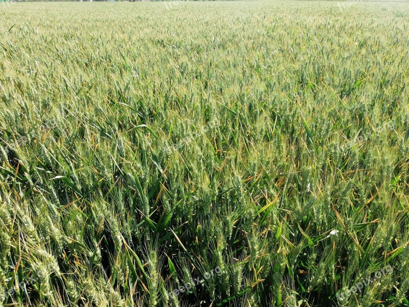 Wheat Cornfield Cereals Free Photos