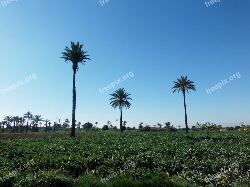 Palms Field Elche Free Photos