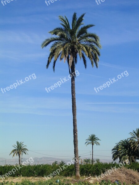 Palm Tree Field Elche Free Photos