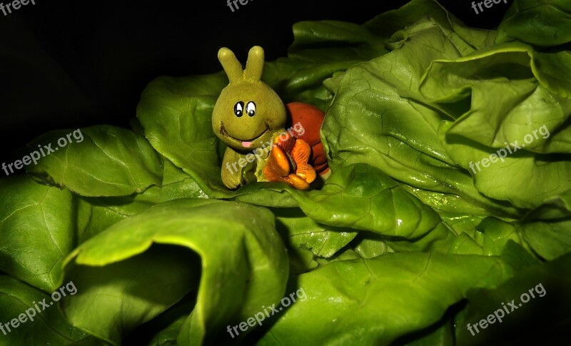 Lettuce Leaf Caterpillar Animal Salad Nature