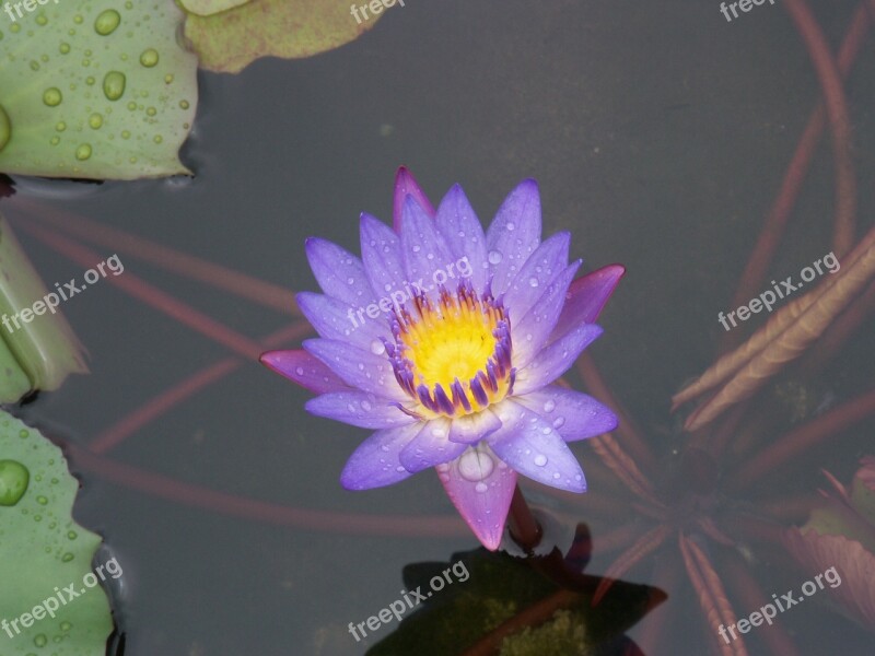 Flowers Nature Lotus Free Photos