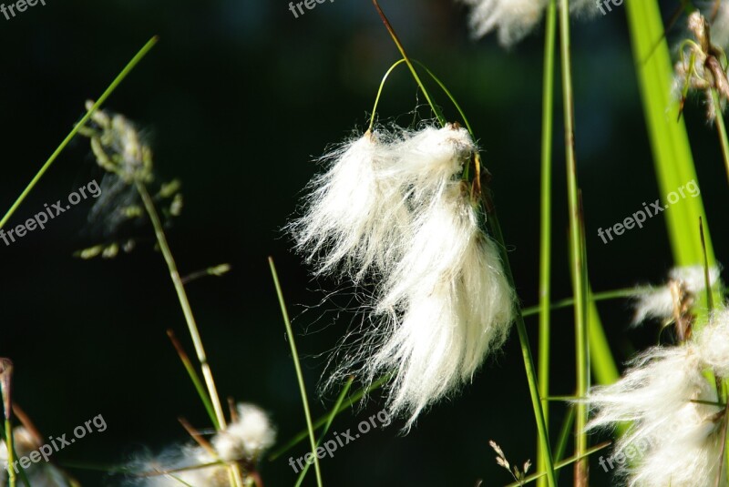 Blossom Bloom Cottongrass Enophorum Spring