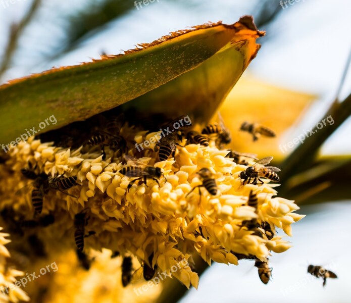 Palm Blossom Bees Collect Honey Free Photos