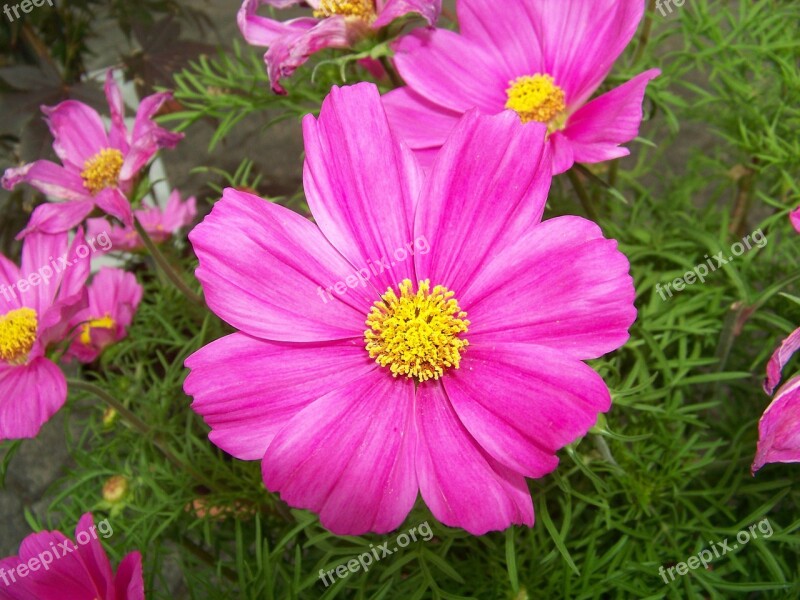 Flower Pink Flower Plant Nature Spring