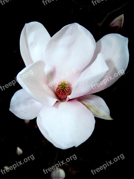 Magnolia Spring Blossom Bloom Garden