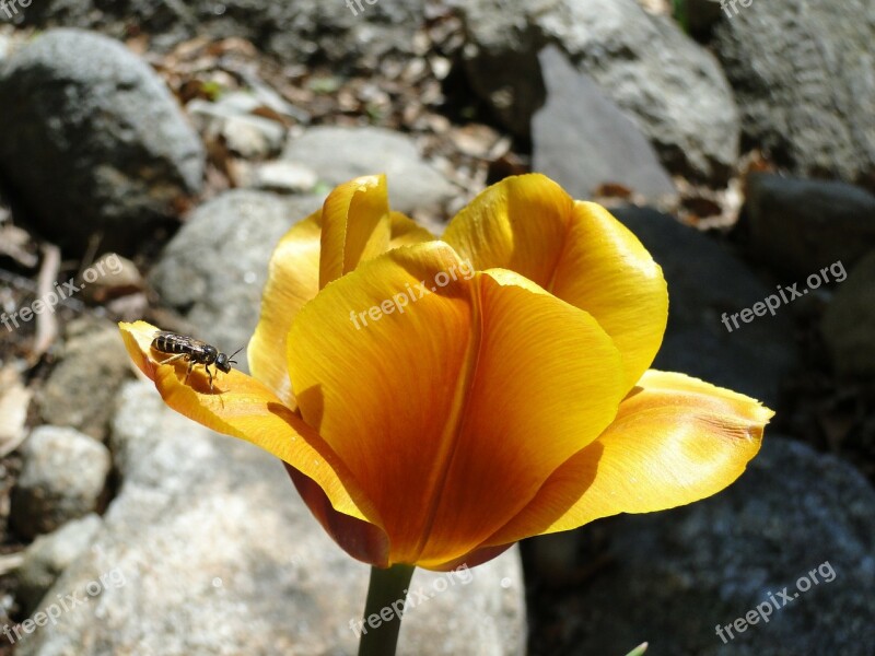 Tulip Spring Flower Bulb Gold