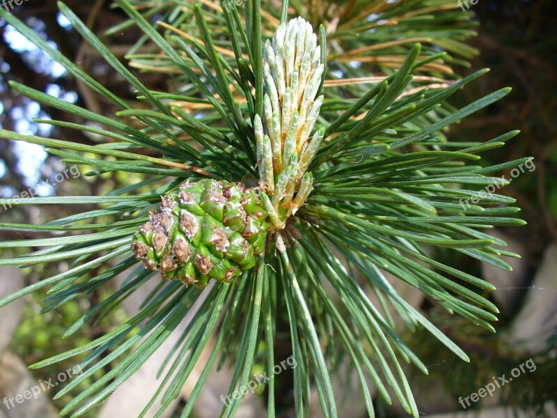 Pine Engine Foliation Needles Pine Needles