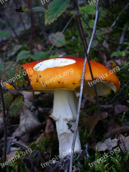 Fly Agaric Toxic Nature Forest Red