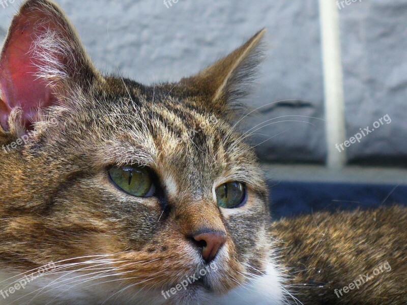 Cat Playful Pet Cat Face Head