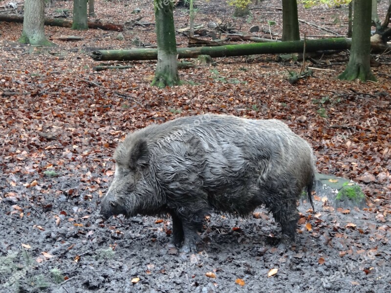 Wild Boar Nature Mammal Wild Wildlife