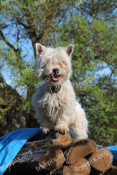 Dog Westie White Free Photos