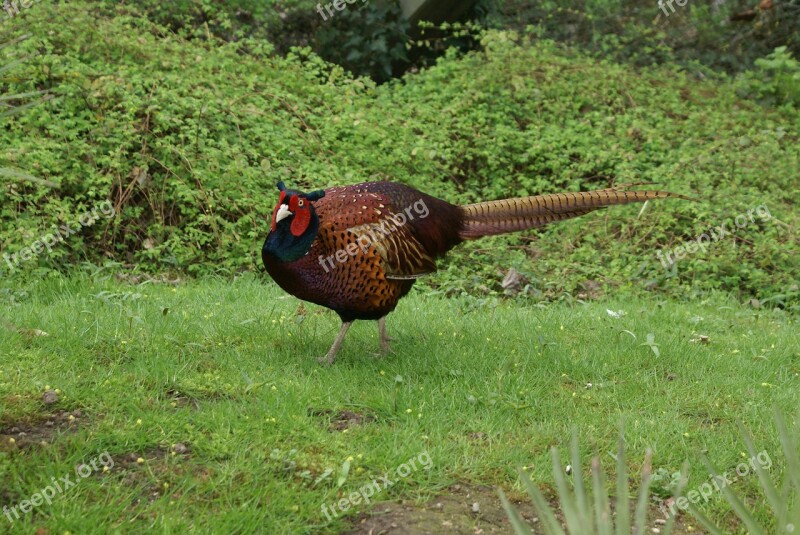 Pheasant Plumage Species Colorful Animal