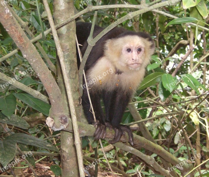 Primate Costa Rica Jungle Monkey Mammal