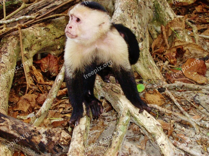 Costa Rica Jungle Monkey Wildlife Animal