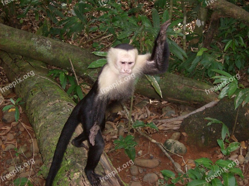 Costa Rica Jungle Monkey Wildlife Animal