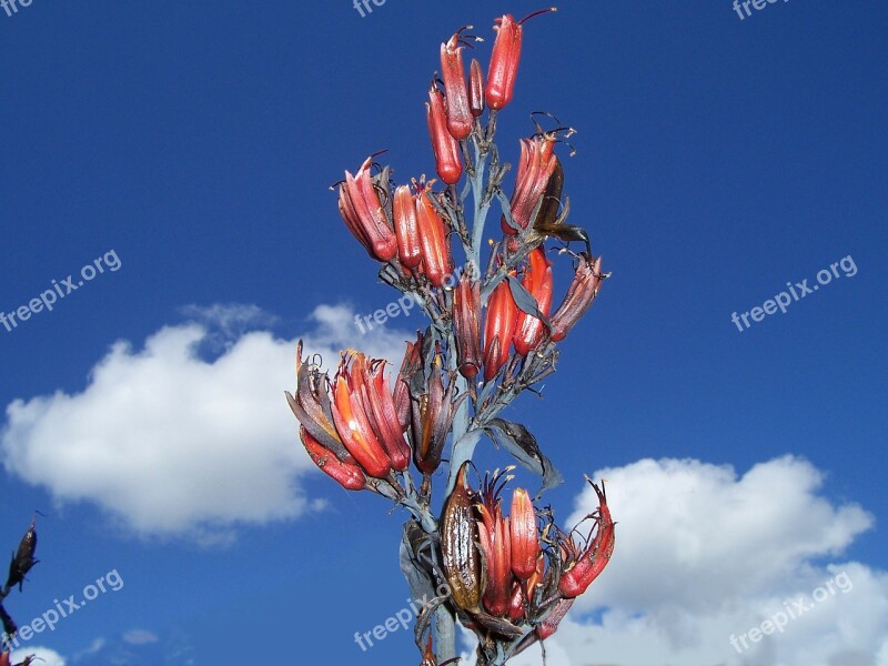 Phormium Tenax Flax Harakeke Flower Spike